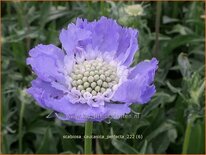 Scabiosa caucasica &#39;Perfecta&#39;