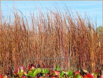 Schizachyrium scoparium &#39;Blaze&#39;