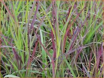 Schizachyrium scoparium 'Twilight Zone'