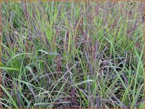 Schizachyrium scoparium 'Twilight Zone'