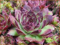 Sempervivum &#39;Dark Beauty&#39;