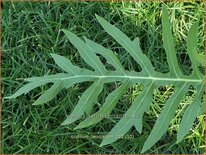 Silphium laciniatum