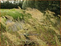 Stipa calamagrostis 'Lemperg'