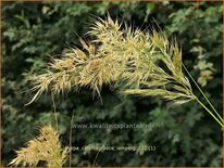 Stipa calamagrostis 'Lemperg'