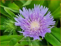 Stokesia laevis 'Blue Star'