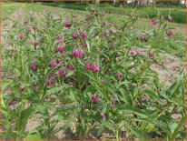 Symphytum officinale 'Moulin Rouge'