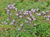 Thymus herba-barona var. citriodora