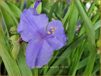 Tradescantia &#39;J.C. Weguelin&#39;