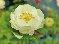 Trollius &#39;New Moon&#39;