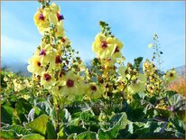 Verbascum &#39;Jackie in Yellow&#39;