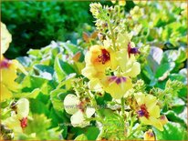 Verbascum &#39;Jackie in Yellow&#39;