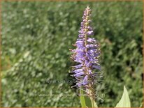 Veronicastrum virginicum &#39;Amethyst&#39;