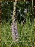 Veronicastrum virginicum &#39;Lavendelturm&#39;