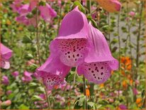 Digitalis purpurea &#39;Panther&#39;