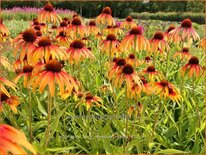 Echinacea purpurea &#39;Fiery Meadow Mama&#39;