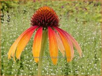 Echinacea purpurea &#39;Fiery Meadow Mama&#39;