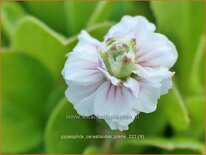 Gypsophila cerastioides 'Plena'