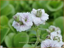 Gypsophila cerastioides 'Plena'