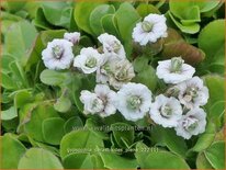 Gypsophila cerastioides 'Plena'