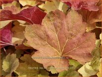 Heuchera 'Big Top Caramel Apple'