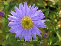 Aster novi-belgii 'Blaue Nachhut'