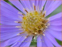 Aster novi-belgii 'Blaue Nachhut'