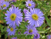 Aster novi-belgii 'Blaue Nachhut'