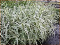 Arundo donax 'Ely' (pot 11 cm)