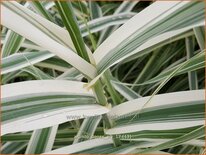 Arundo donax 'Ely' (pot 11 cm)