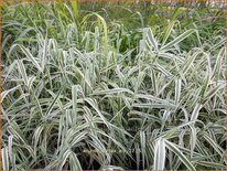 Arundo donax 'Ely' (pot 11 cm)