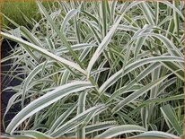 Arundo donax 'Ely' (pot 11 cm)