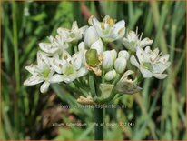 Allium tuberosum 'Cliffs of Dover'