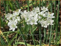 Allium tuberosum 'Cliffs of Dover'