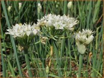 Allium tuberosum 'Cliffs of Dover'