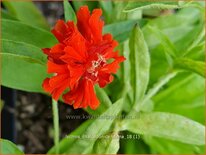 Lychnis chalcedonica 'Plena'