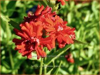 Lychnis chalcedonica 'Plena'