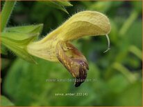 Salvia &#39;Amber&#39;