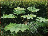 Tetrapanax papyrifer &#39;Rex&#39; (pot 11 cm)