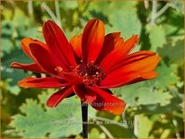 Heliopsis helianthoides 'Fire Twister'