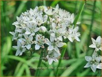 Allium tuberosum 'Cliffs of Dover'