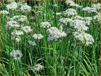 Allium tuberosum 'Cliffs of Dover'