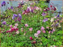 Aquilegia &#39;Biedermeier&#39;