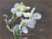 Arabis caucasica &#39;Variegata&#39;