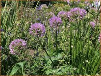 Allium 'Avatar'