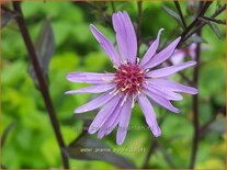 Aster 'Prairie Purple'