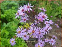 Aster 'Prairie Purple'