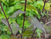 Aster 'Prairie Purple'