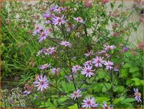 Aster 'Prairie Purple'