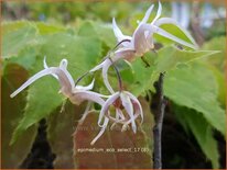 Epimedium 'Eco Select'