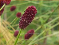 Sanguisorba 'Tully'